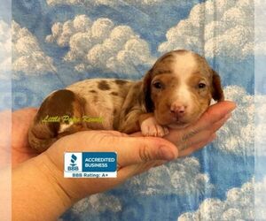 Dachshund Puppy for sale in WINNSBORO, LA, USA