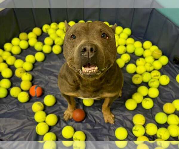Medium Photo #5 American Pit Bull Terrier-Unknown Mix Puppy For Sale in Sanford, FL, USA