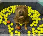 Small #4 American Pit Bull Terrier Mix