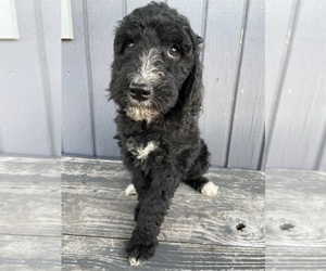 Goldendoodle Puppy for sale in LUCK, WI, USA
