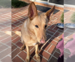 Small #2 German Shepherd Dog