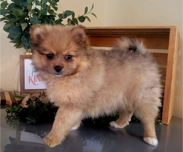 Medium Photo #4 Pomeranian Puppy For Sale in ORRVILLE, OH, USA