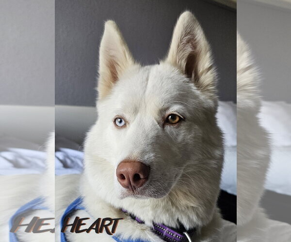 Medium Photo #1 Siberian Husky Puppy For Sale in Severn, MD, USA