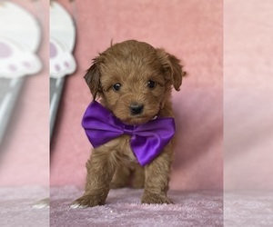 Cavapoo Puppy for sale in LANCASTER, PA, USA