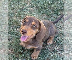 Dachshund Dogs for adoption in Hesperia, CA, USA