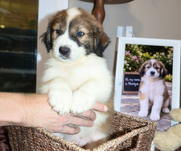 Medium Photo #6 Aussie Pyrenees Puppy For Sale in LEXINGTON, SC, USA