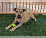 Small #2 American Pit Bull Terrier Mix