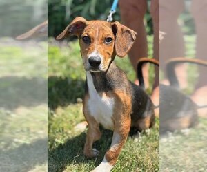 Beagle-Unknown Mix Dogs for adoption in Batavia, NY, USA
