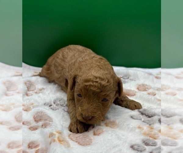 Medium Photo #8 Poodle (Miniature) Puppy For Sale in BLUE MOUND, TX, USA