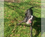 Small #17 American Pit Bull Terrier Mix