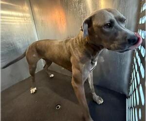 American Staffordshire Terrier-Unknown Mix Dogs for adoption in San Antonio, TX, USA