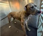 Small American Staffordshire Terrier Mix