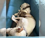Small Photo #18 Boxer-Unknown Mix Puppy For Sale in Mount Laurel, NJ, USA