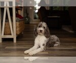 Small #6 Aussiedoodle-Goldendoodle Mix