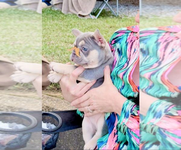 Medium Photo #3 French Bulldog Puppy For Sale in BELLE CHASSE, LA, USA