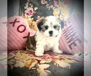 Morkie Puppy for sale in NORTHFIELD, MN, USA