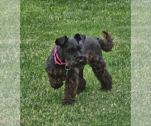 Mutt Dogs for adoption in New London, WI, USA