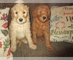 Small Photo #26 Goldendoodle Puppy For Sale in LINCOLN, AL, USA