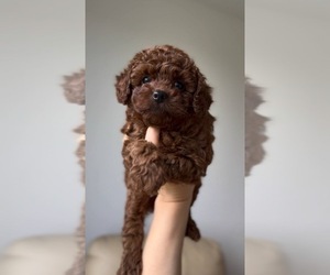 Pyredoodle (Toy) Puppy for sale in MIAMI, FL, USA
