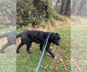 Mutt Dogs for adoption in Unionville, PA, USA