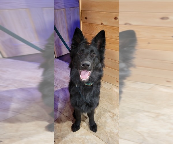 Medium Photo #1 German Shepherd Dog Puppy For Sale in FORT PLAIN, NY, USA