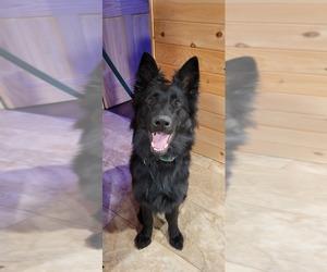 Father of the German Shepherd Dog puppies born on 05/31/2025