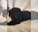 Puppy Blue Schnoodle (Giant)