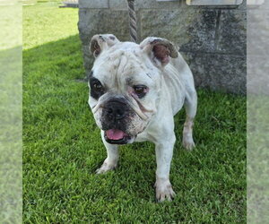 Bulldog-Unknown Mix Dogs for adoption in Long Beach, CA, USA