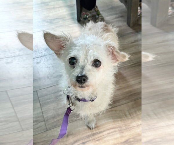 Medium Photo #1 Doxiepoo (Miniature) Puppy For Sale in Pittsburg, CA, USA