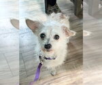 Small Doxiepoo (Miniature)