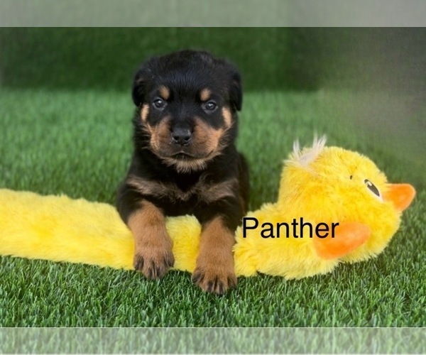 Medium Photo #5 Rottweiler Puppy For Sale in HOPKINSVILLE, KY, USA