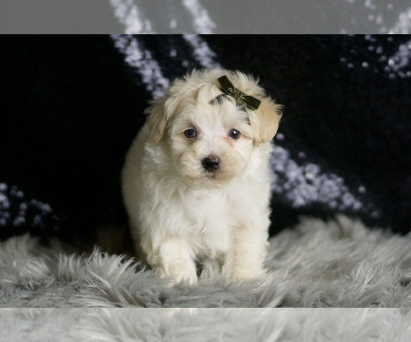 Medium Photo #43 Maltipoo Puppy For Sale in WARSAW, IN, USA