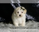 Small Photo #43 Maltipoo Puppy For Sale in WARSAW, IN, USA