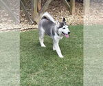 Small #1 Siberian Husky