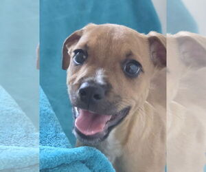 Boxer-Unknown Mix Dogs for adoption in Greenville, IL, USA