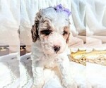 Small Photo #91 Goldendoodle (Miniature) Puppy For Sale in GASTONIA, NC, USA