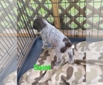 Small #1 Wirehaired Pointing Griffon