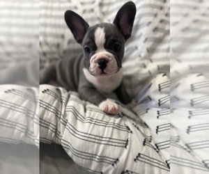 French Bulldog Puppy for sale in WARNER ROBINS, GA, USA