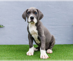 Small Photo #113 Great Dane Puppy For Sale in WAKARUSA, IN, USA