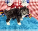 Puppy Othello Bernedoodle (Miniature)