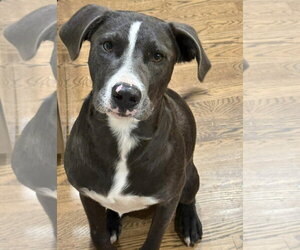 Golden Retriever-Unknown Mix Dogs for adoption in Alexander, AR, USA