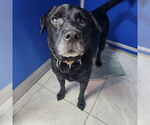 Small #2 Labrador Retriever