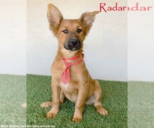 Medium German Shepherd Dog Mix