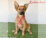 Small German Shepherd Dog Mix