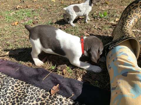 Medium Photo #2 German Shorthaired Pointer Puppy For Sale in PROSPECT, VA, USA