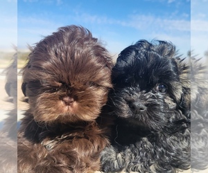 Shih Tzu-ShihPoo Mix Puppy for sale in BARSTOW, CA, USA