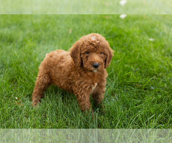Medium Photo #28 Goldendoodle-Poodle (Miniature) Mix Puppy For Sale in NAPPANEE, IN, USA