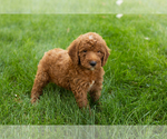 Small #27 Goldendoodle-Poodle (Miniature) Mix