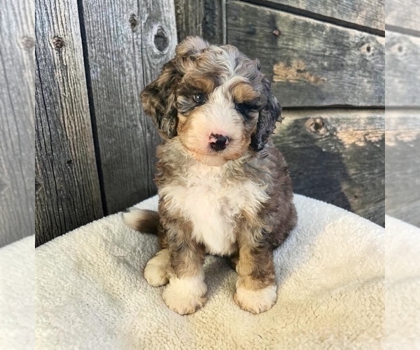 Medium Photo #14 Bernedoodle Puppy For Sale in CENTURIA, WI, USA