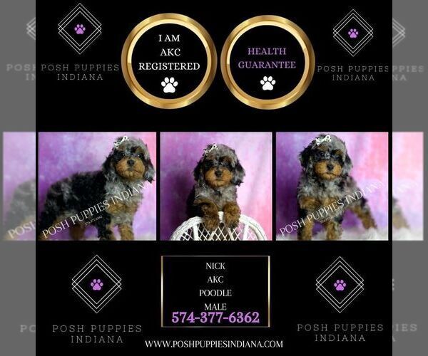 Medium Photo #118 Poodle (Miniature) Puppy For Sale in WARSAW, IN, USA